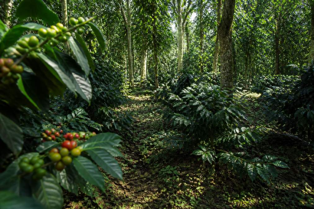 Is Shade-Grown Coffee Worth the Extra Cost?